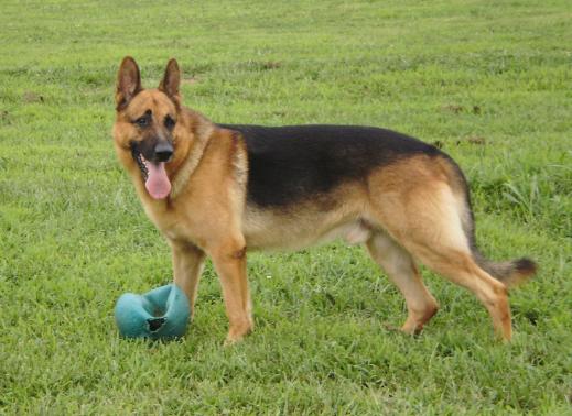 EZ Brooks Magnum Personal protection dog