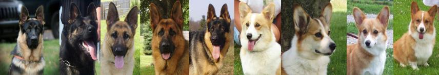 ez brook german shepherds welsh corgis