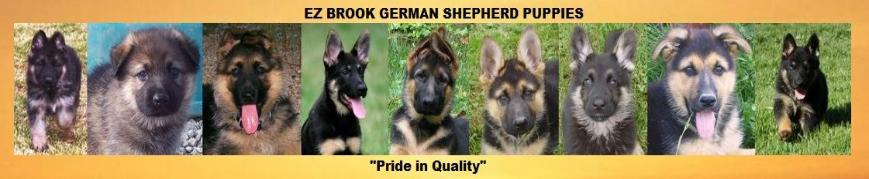 german shepherd puppies for sale breeder ez brook