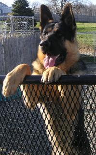 watch dog Andre