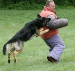 security dog Argus