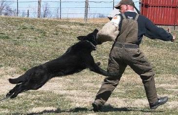 bomb dog Gim