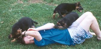 german shepherd puppies