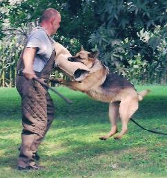 personal protection dog Questa