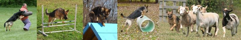 sport performance dogs german shepherds