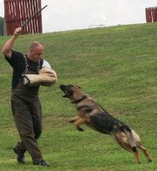 Schutzhund dog Trin